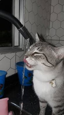 Artemis