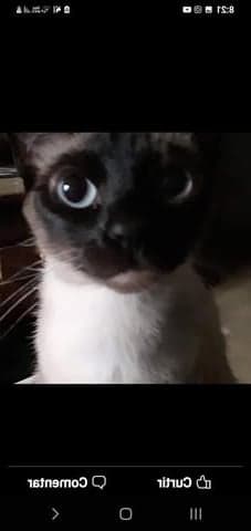 Anni