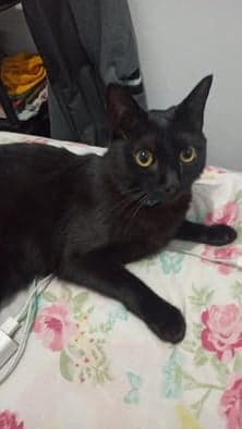 Pino