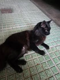 Bastet
