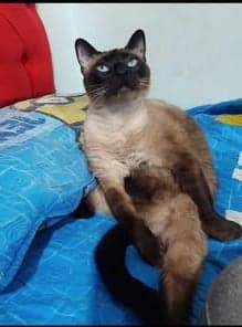 Diva