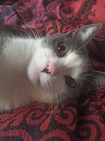 Ayla