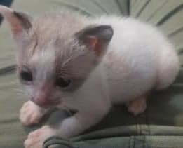Pierre