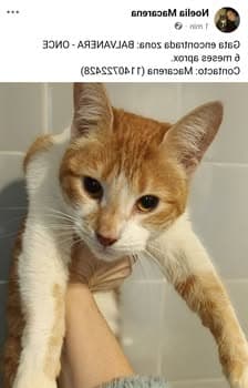Churro