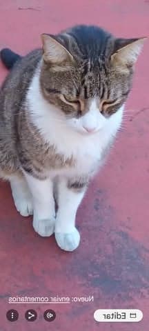 Amigo