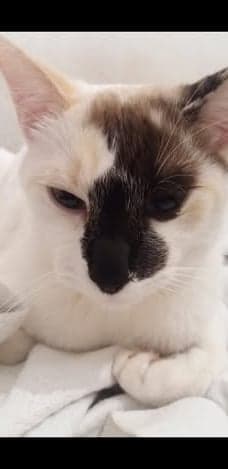 Stella