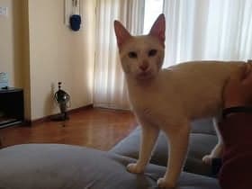 Gracie