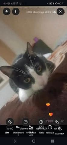 Nico