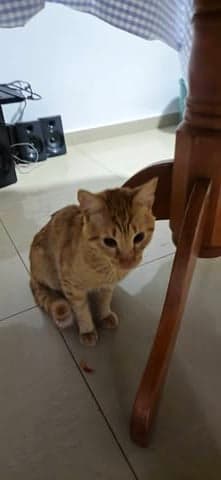 Pistache