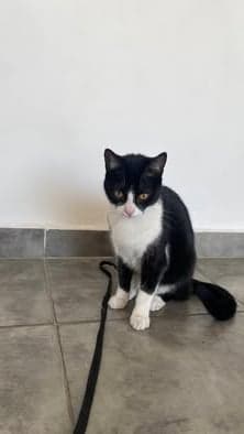 Archie