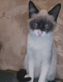 Kiki