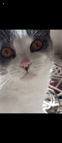 Marley