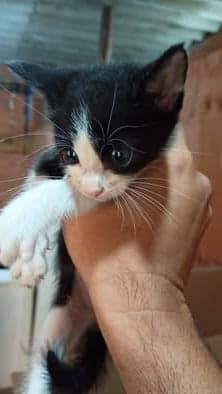 Nacho