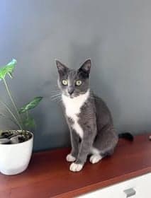 Tora
