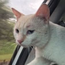Bonifacy