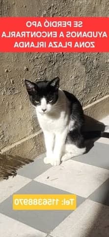 Polly