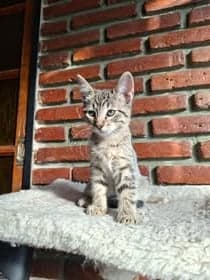 Gus