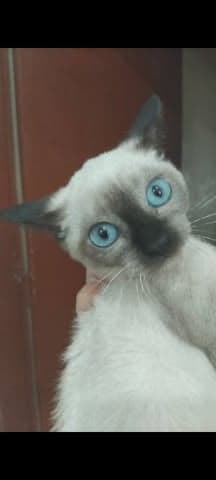Iris