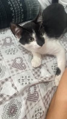 Duke