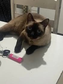 Ebony