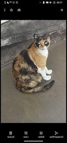 Stella