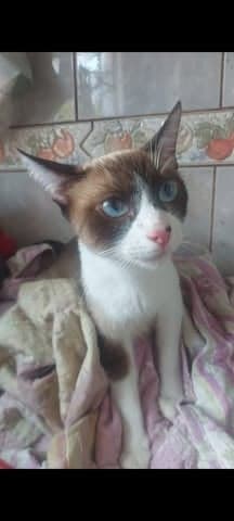 Trixie