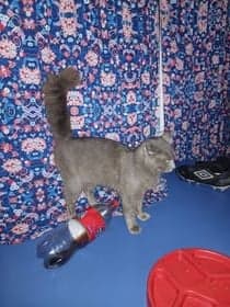 Gus