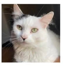 Lyra