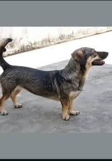 Sina
