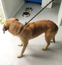 Gus