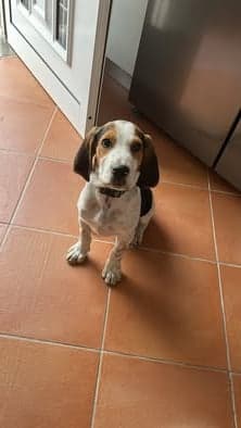 Nova