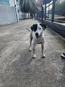 Fiona