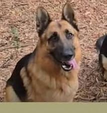Bernie