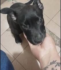Dolce