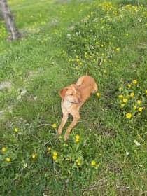 Lulu