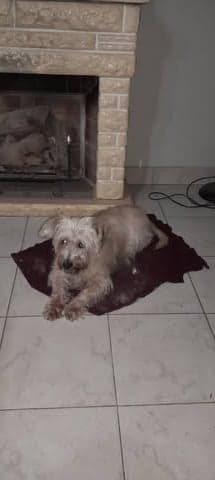 Oreo