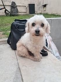 Benji