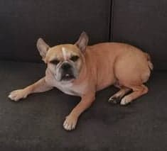 Cannoli