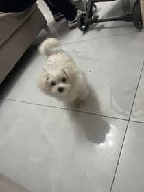 Heidi