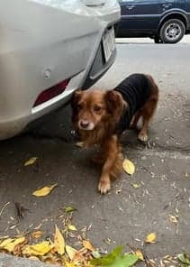 Pip