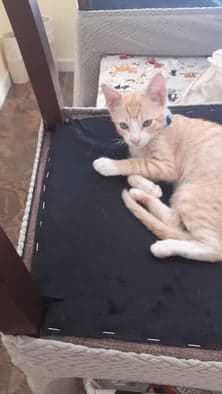 Sam