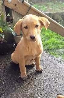 Pixel