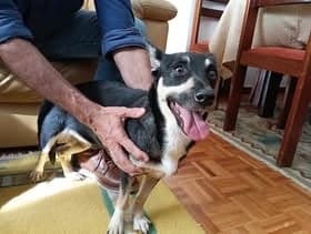 Lupo