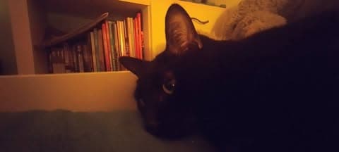 Merlin