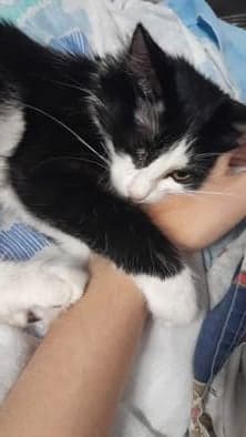 Rufus