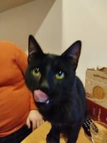 Diva