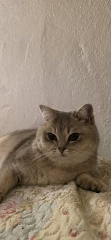 Bean