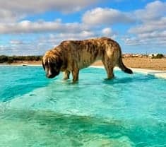 Daisy