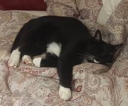 Parsley