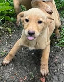 Hazel